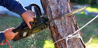 Trusted Mabank, TX Tree Services Experts