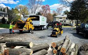 Best Root Management and Removal  in Mabank, TX