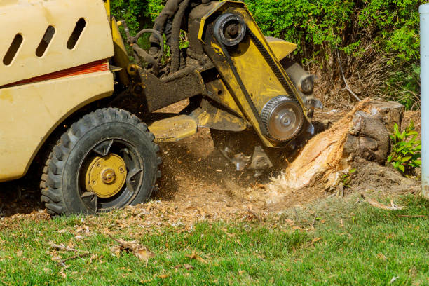 Best Lawn Disease Treatment  in Mabank, TX