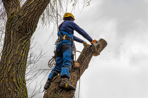 Best Seasonal Cleanup (Spring/Fall)  in Mabank, TX