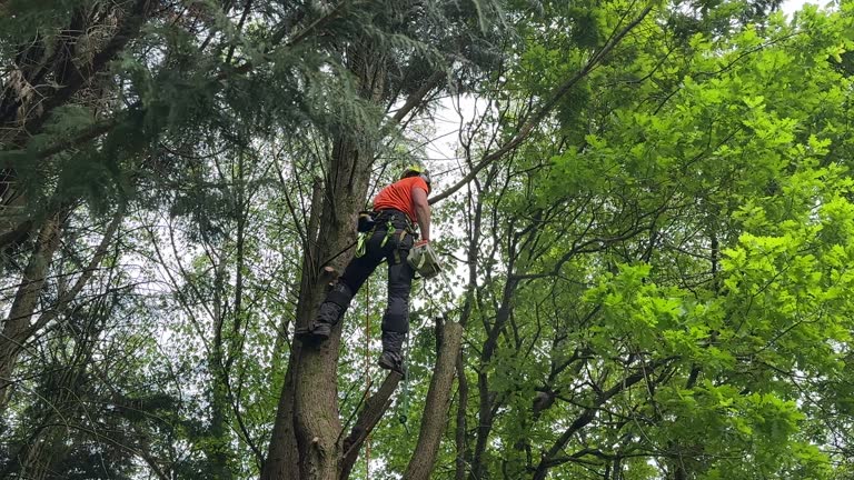Best Hedge Trimming  in Mabank, TX