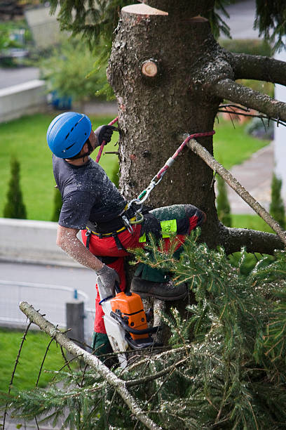 Professional Tree Services in Mabank, TX