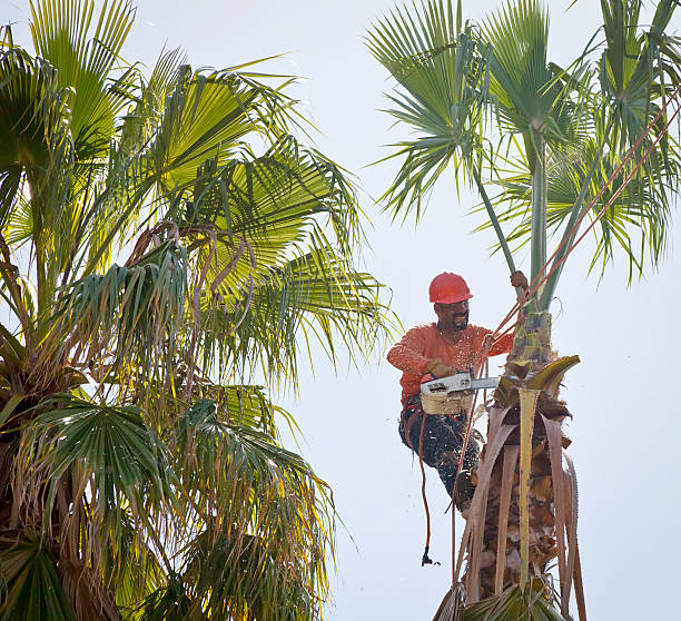 Best Tree Removal  in Mabank, TX
