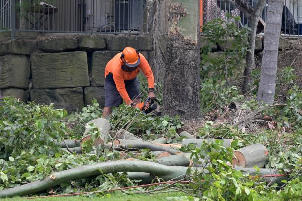 How Our Tree Care Process Works  in  Mabank, TX