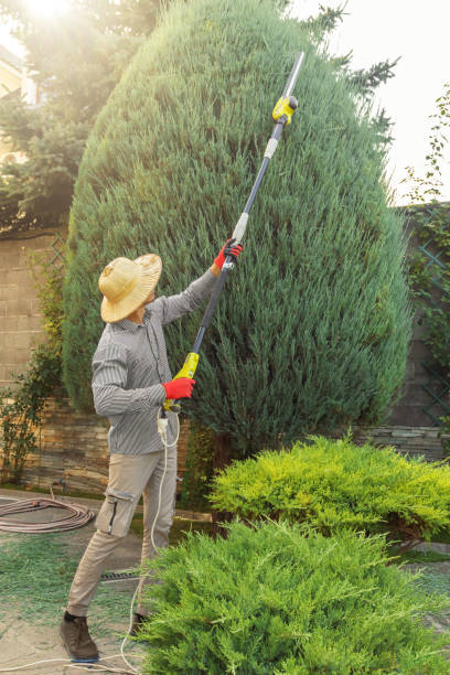 Best Tree Trimming and Pruning  in Mabank, TX