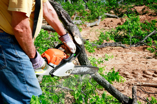 Best Seasonal Cleanup (Spring/Fall)  in Mabank, TX
